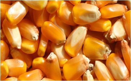 mildew removing machine.jpg